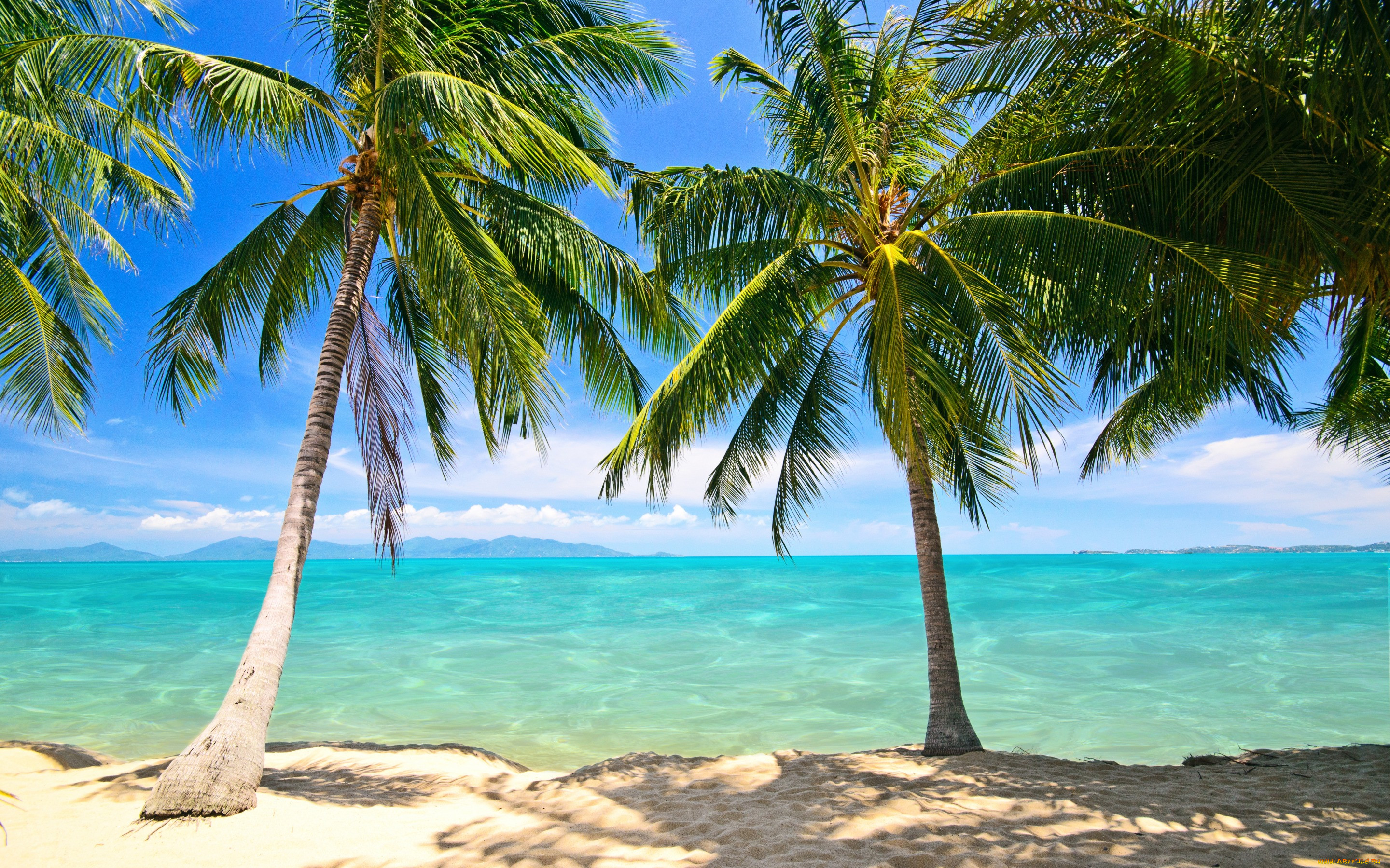 , , summer, tropical, paradise, shore, sea, beach, , , , , , palms, sand